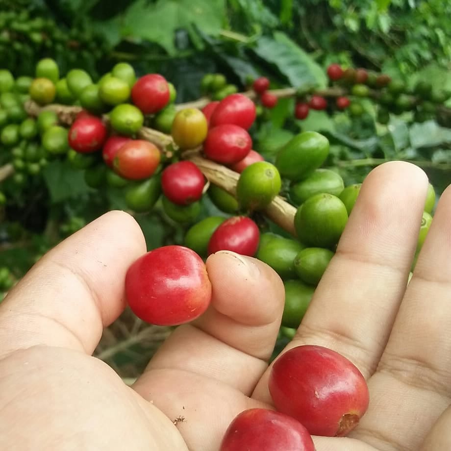 Kopi Gayo Diminati di Kanada